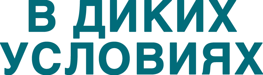 В диких условиях