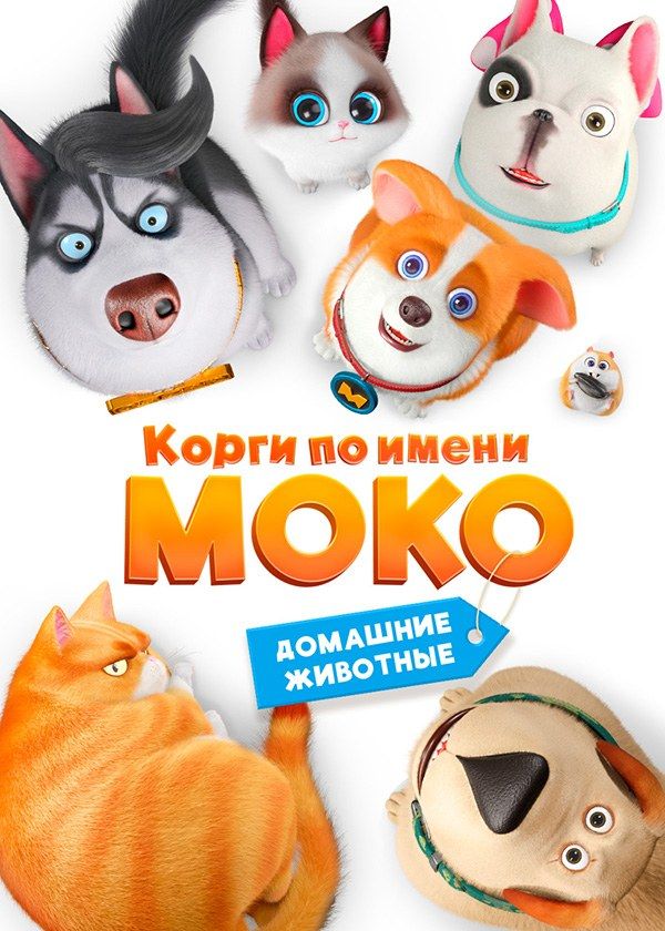 Корги по имени Моко. Домашние животные Корги по имени Моко. Домашние животные