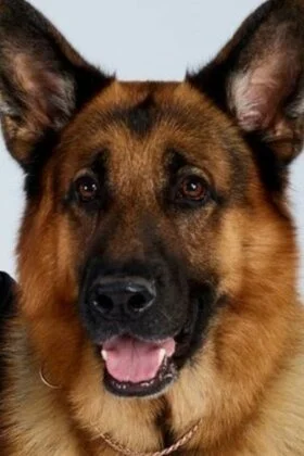 фон Бургимвальд Дизель фото