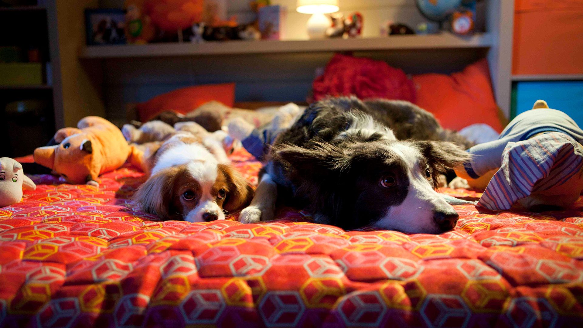 Ёлки лохматые