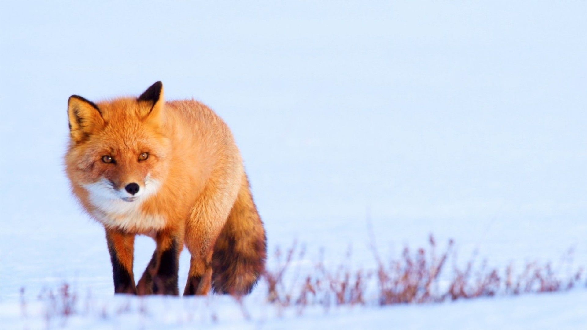 Огненный лис