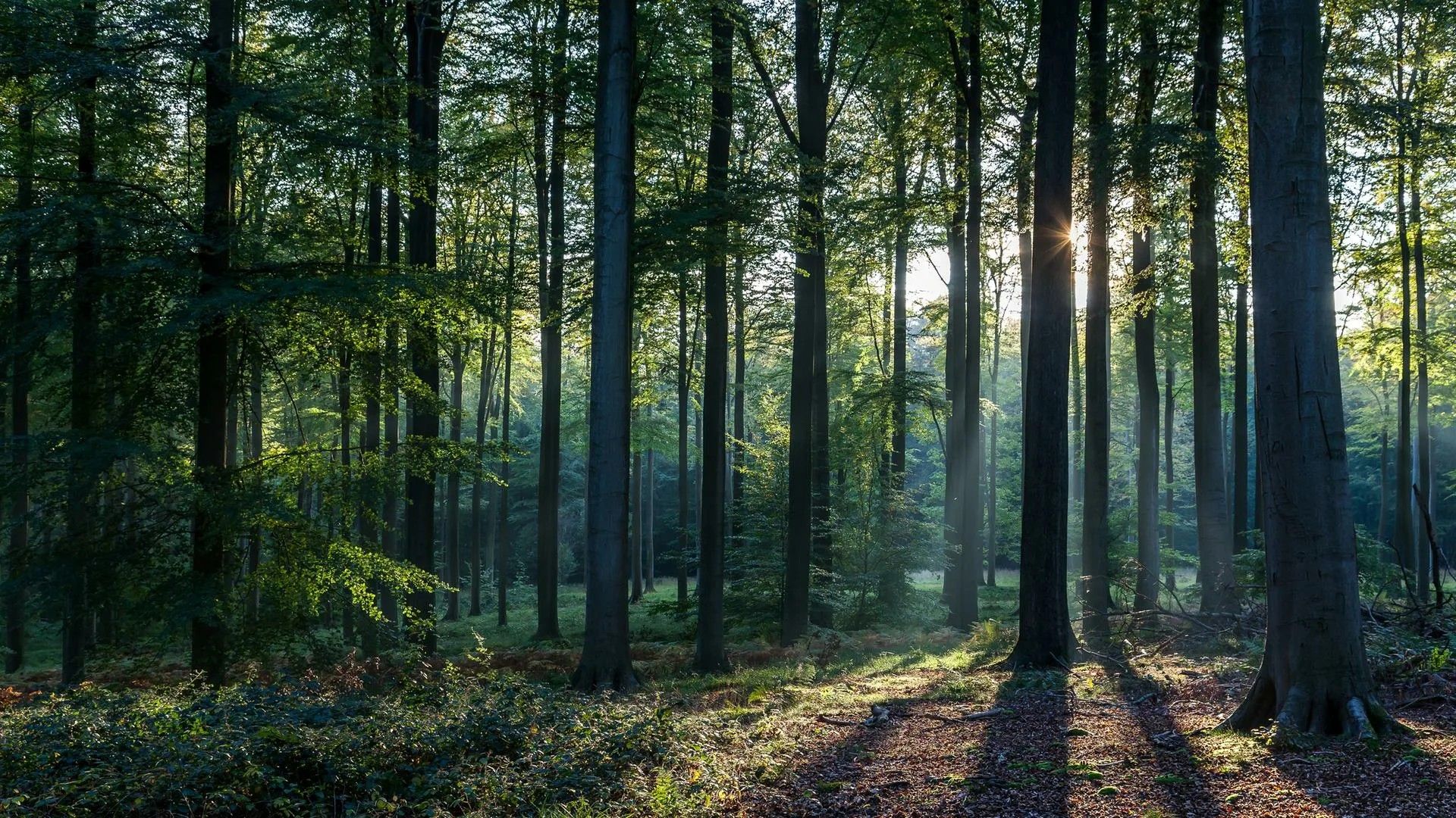 Лесная симфония