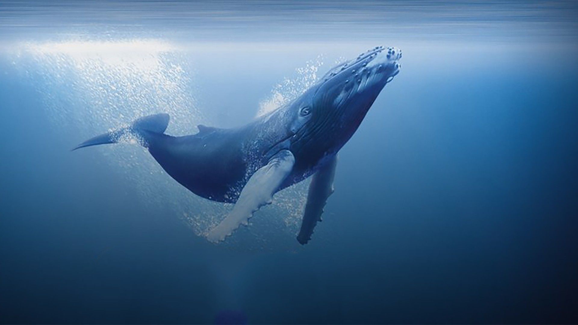 Океаны. 1-я серия