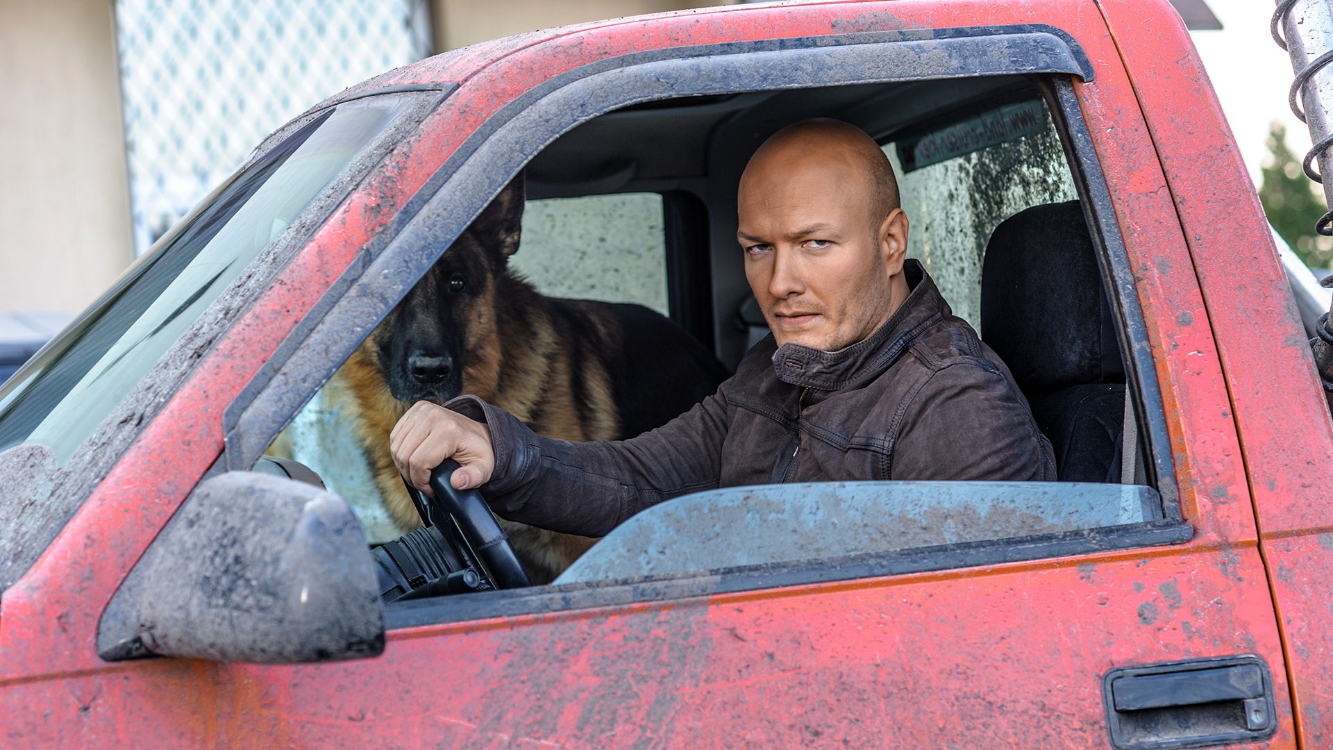 Пёс. Амнезия