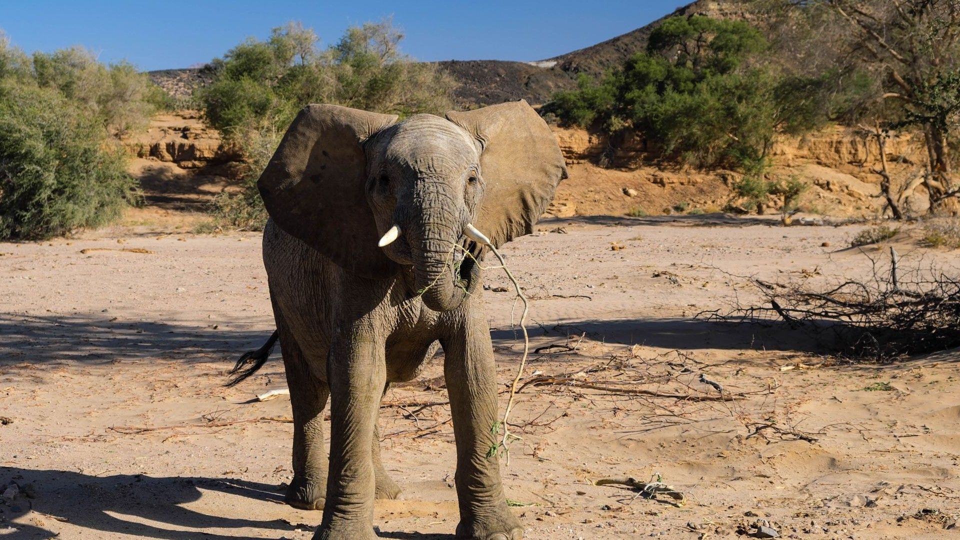 В дикой природе Намибии