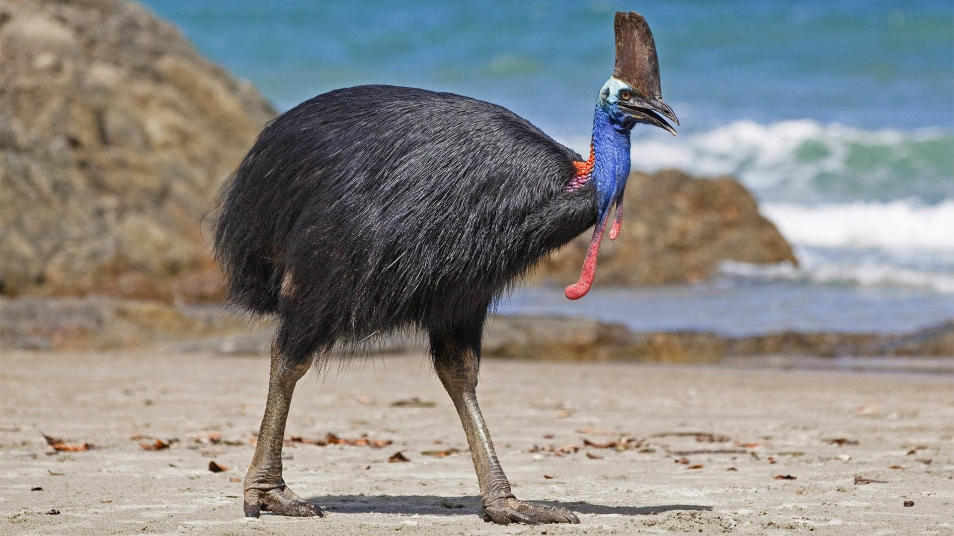 Казуара: птица-динозавр