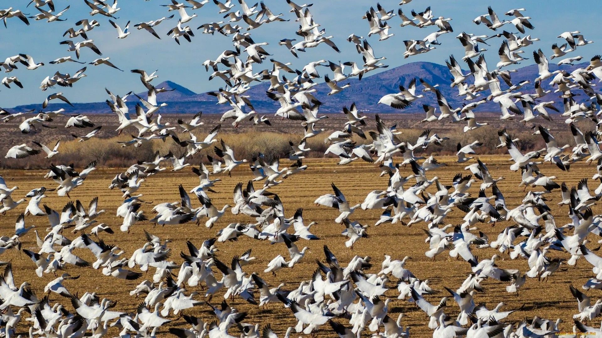 Количество имеет значение