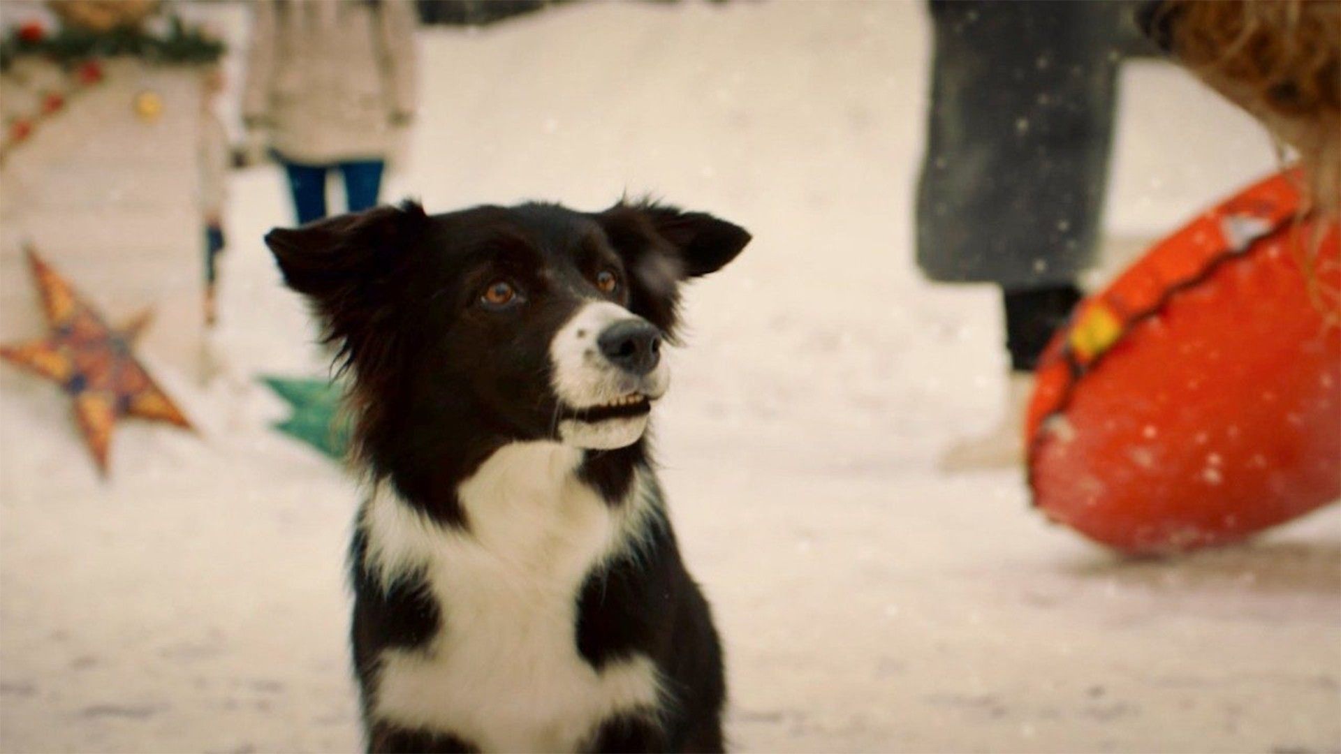 Мое собачье дело