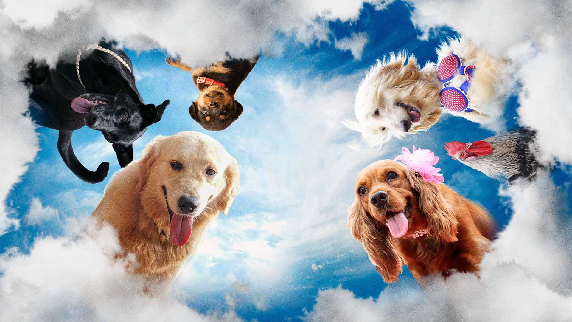 Собачий побег