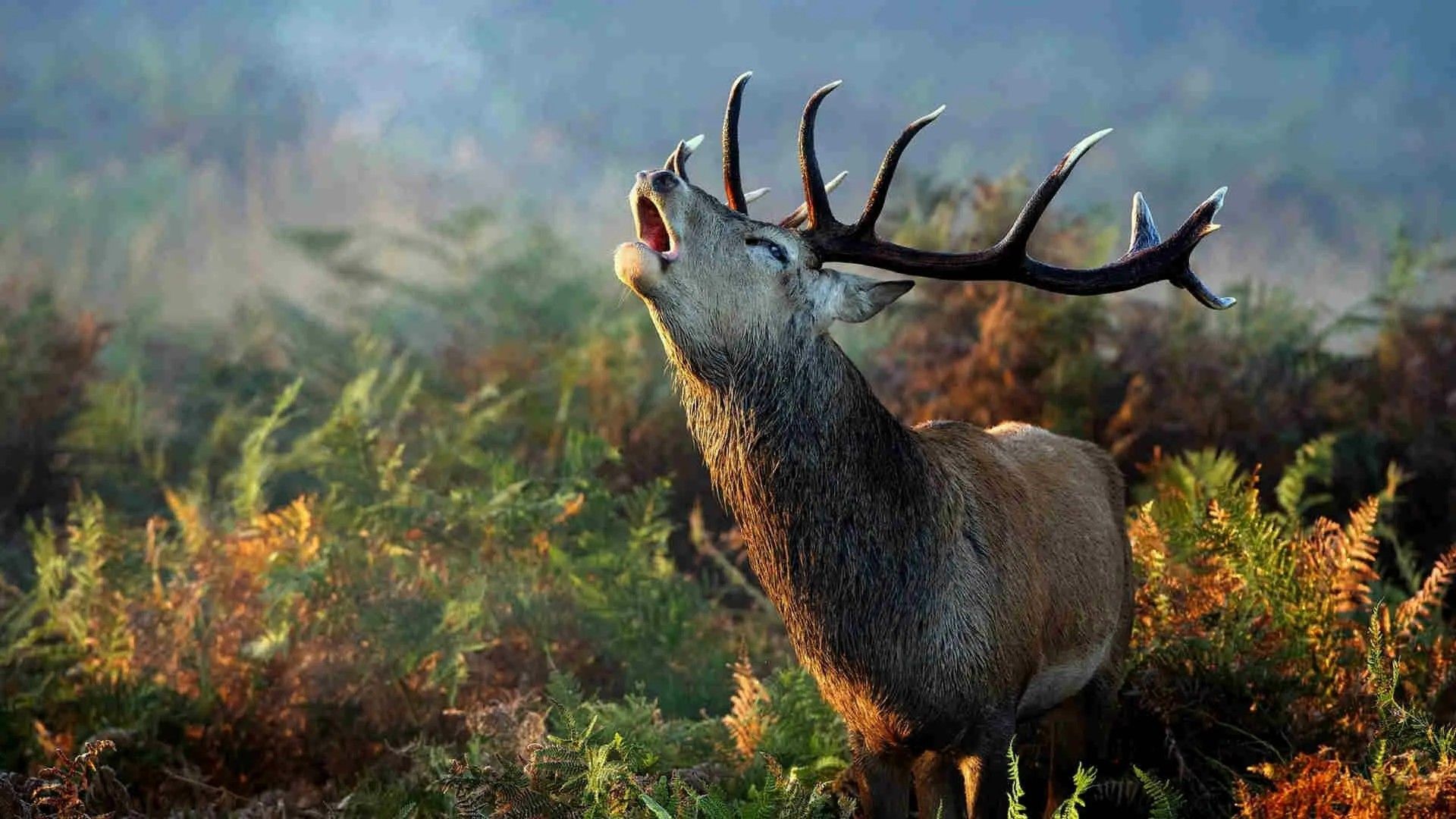 Зов дикой природы