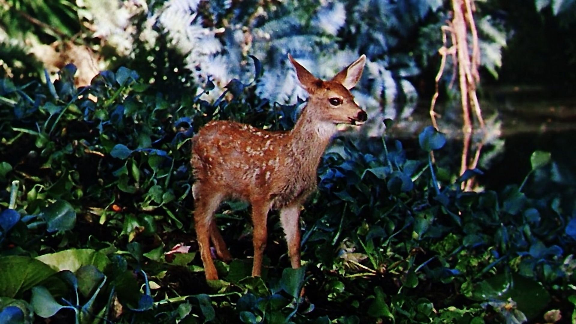 Книга джунглей