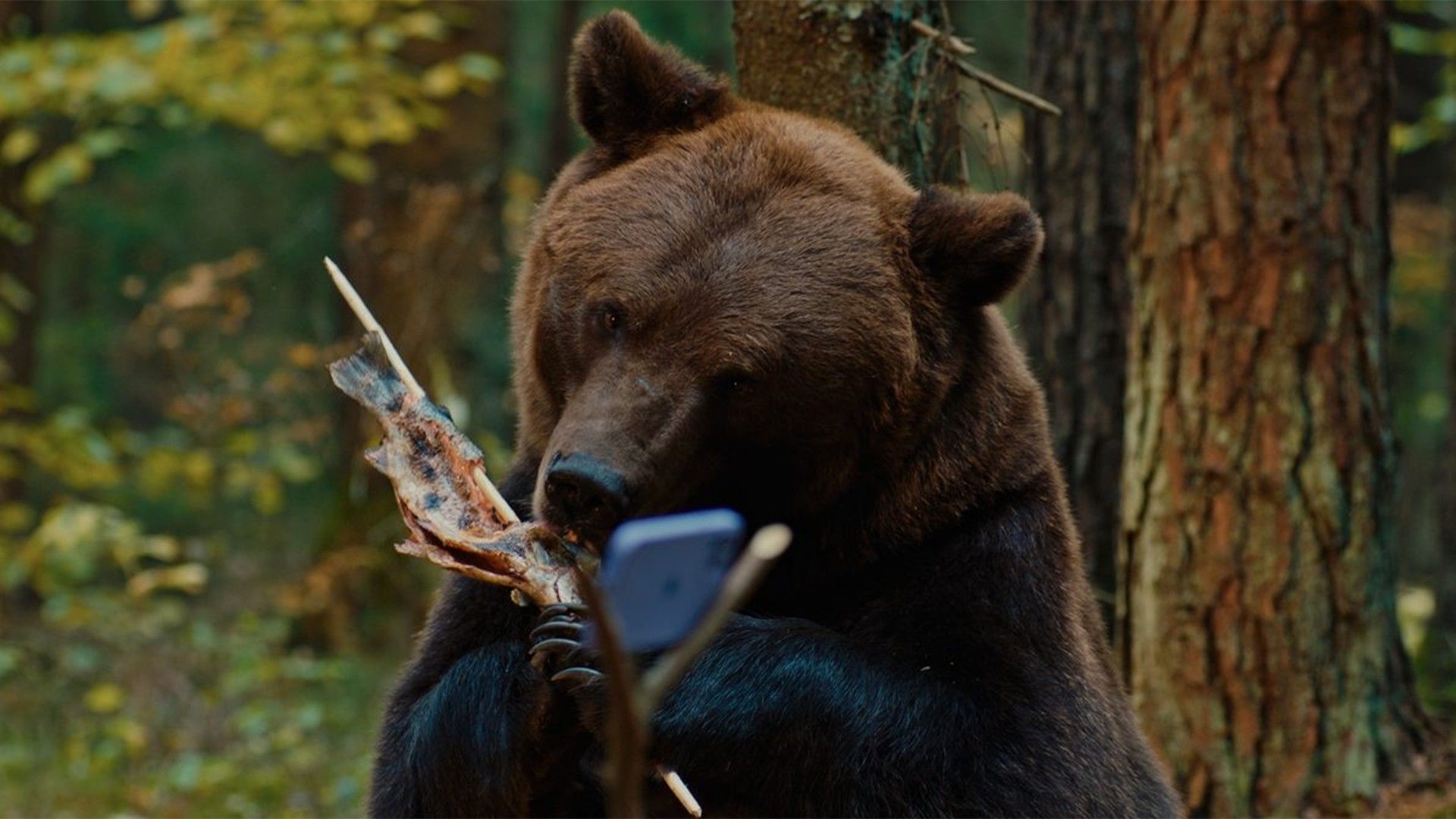 Мой папа - медведь