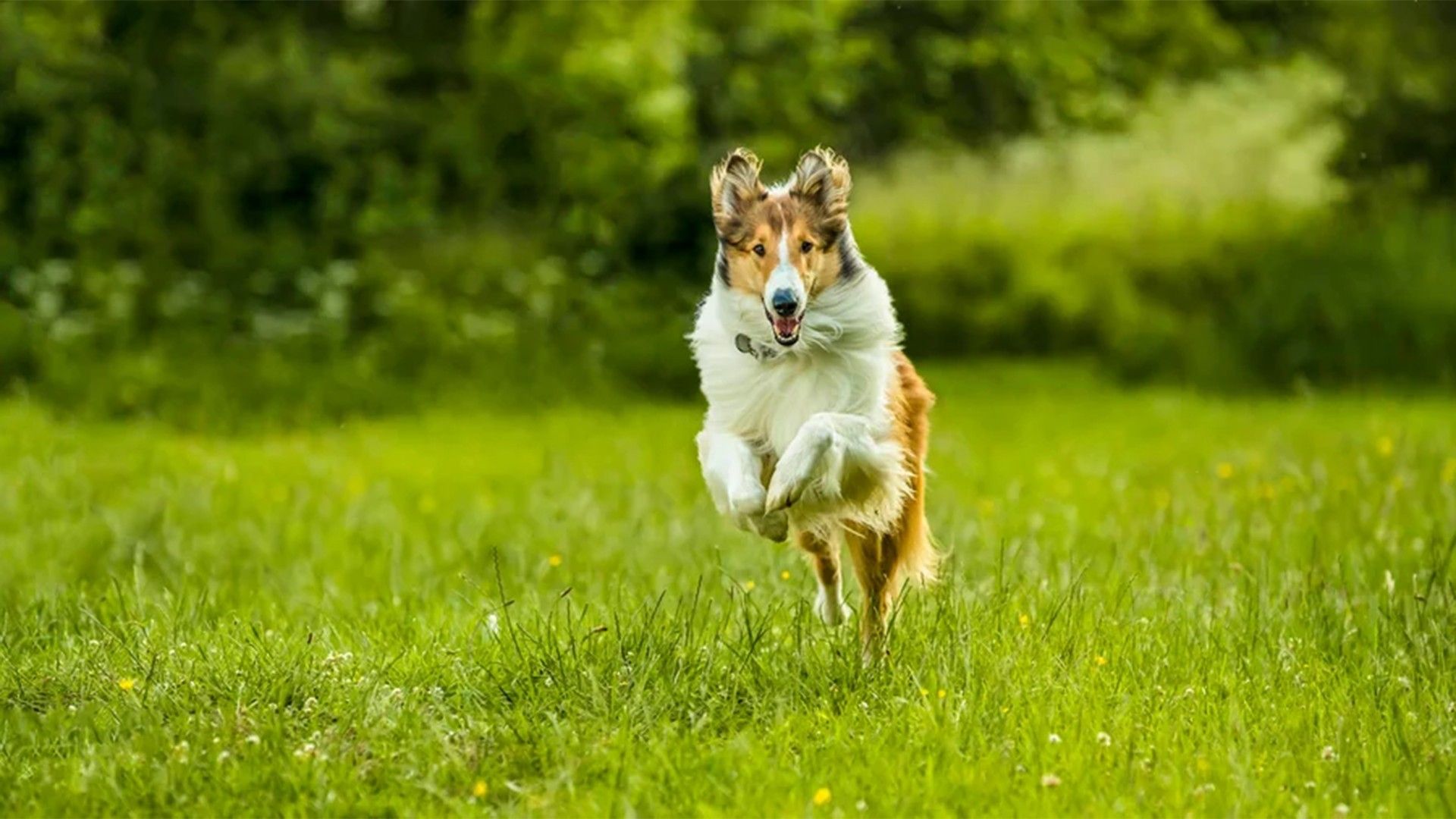 Лесси. Возвращение домой