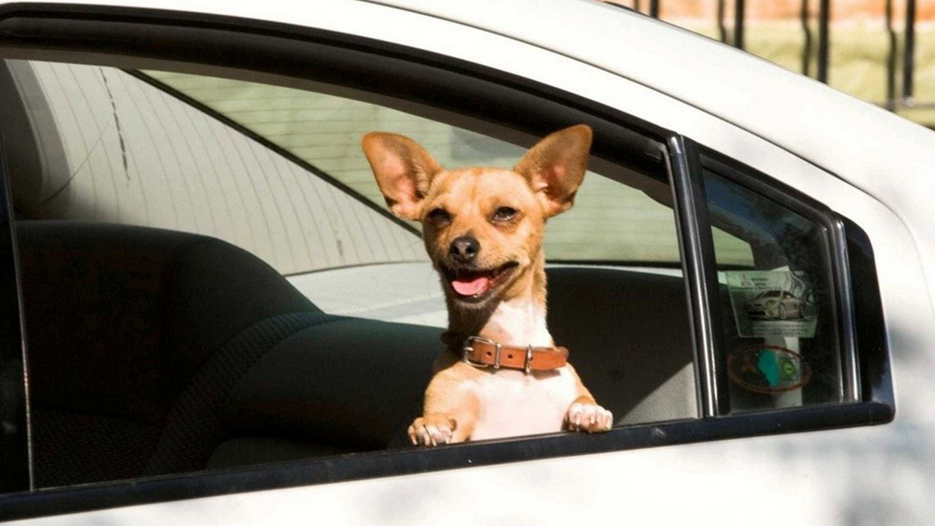 Чихуахуа из Беверли-Хиллз