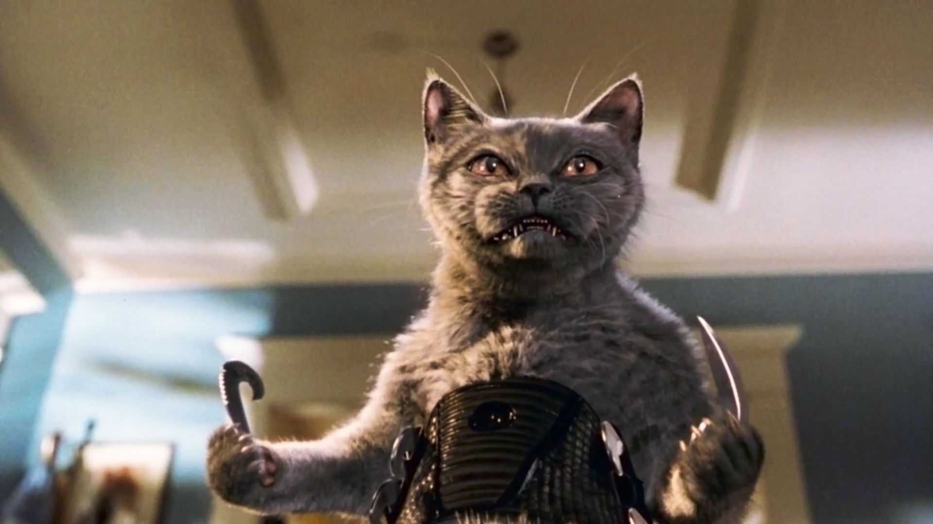 Кошки против собак