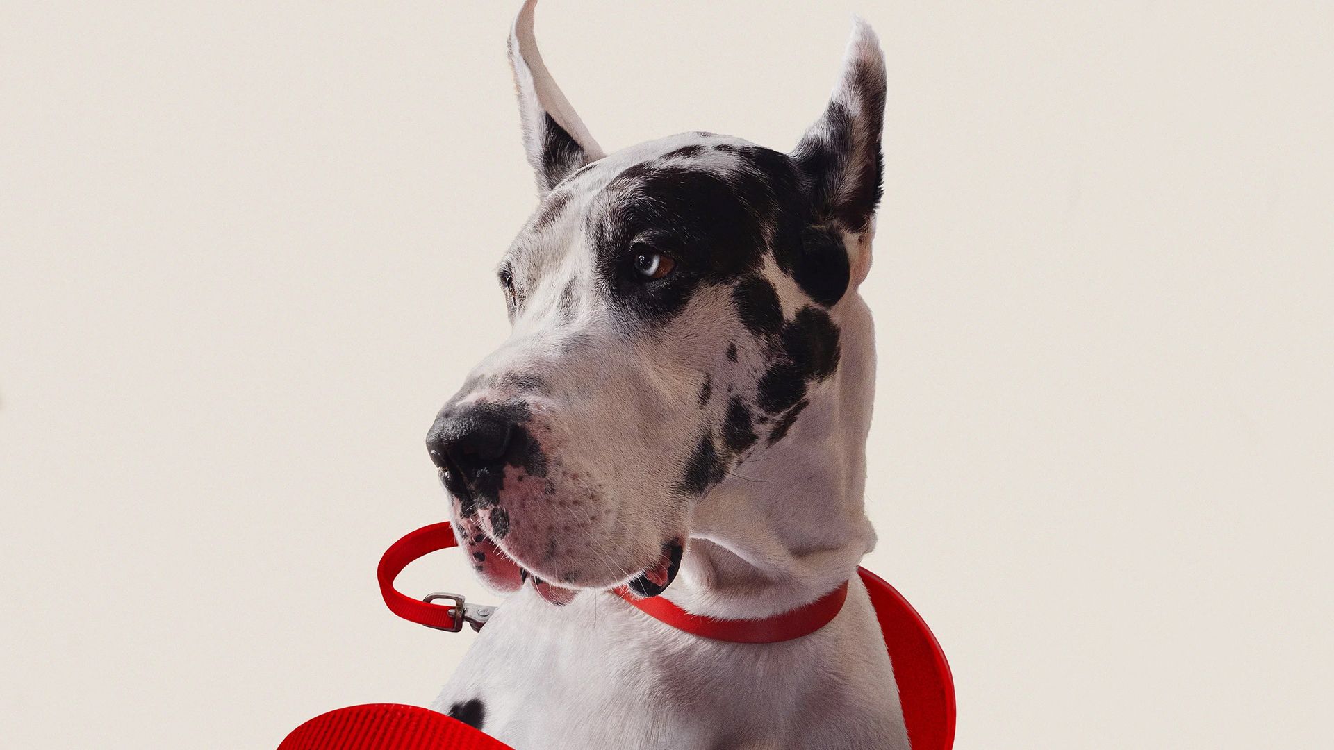 Верный друг