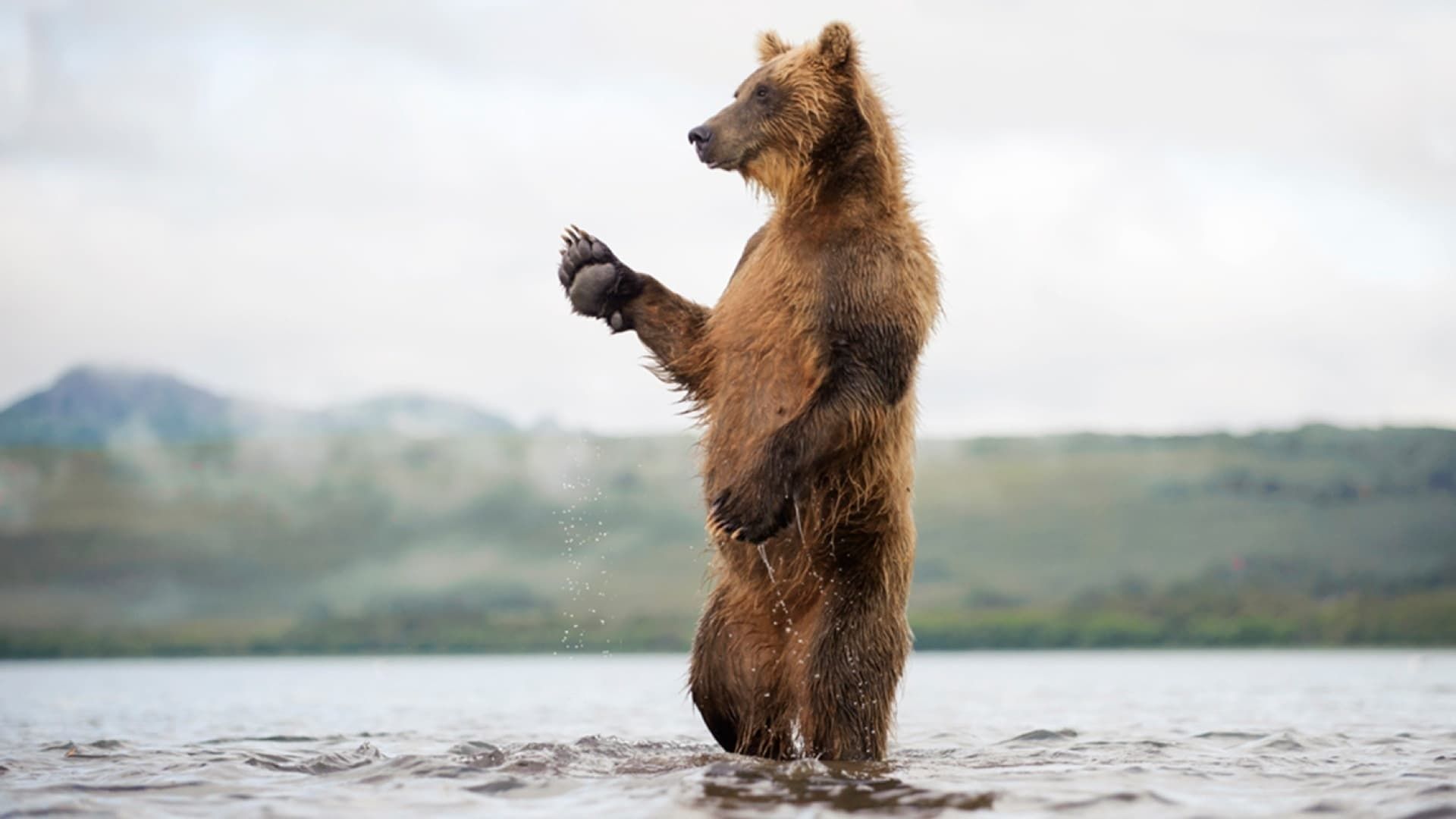 Медведи Камчатки