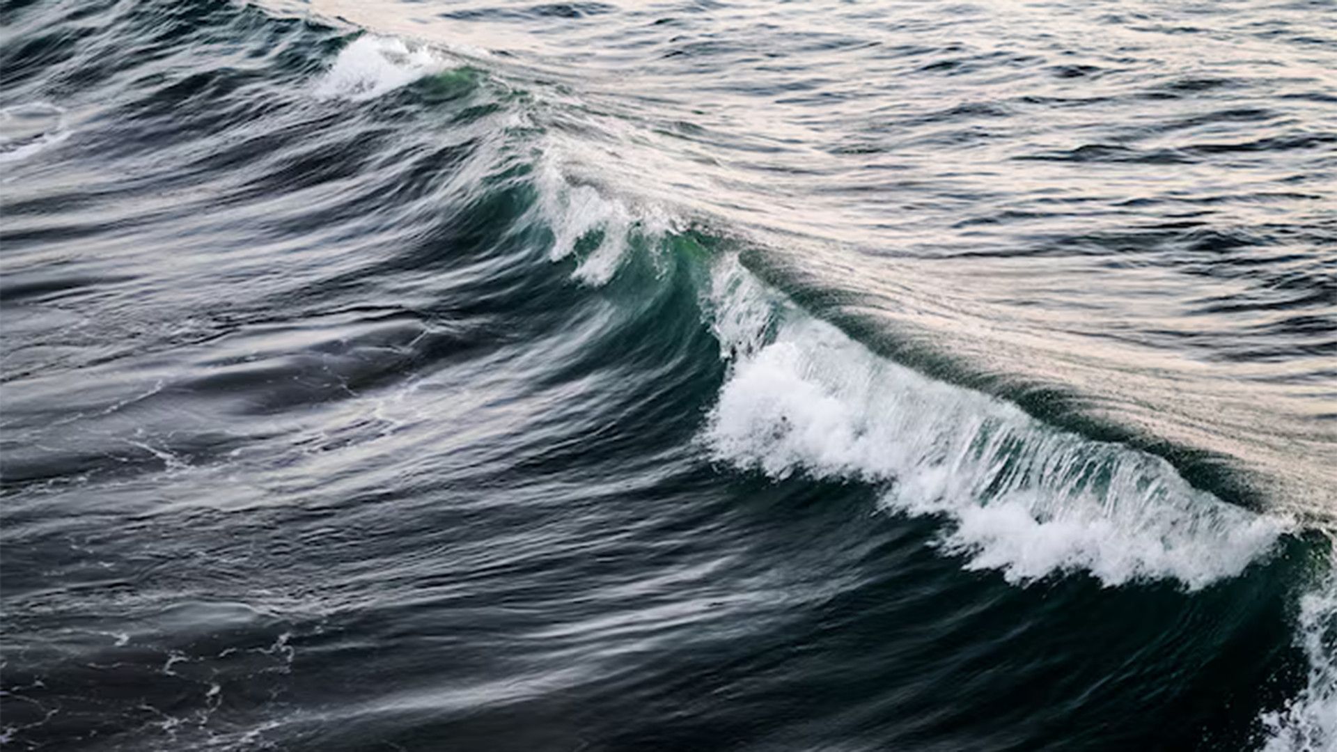 Бешеные псы. 3-я серия - "Фотографы"