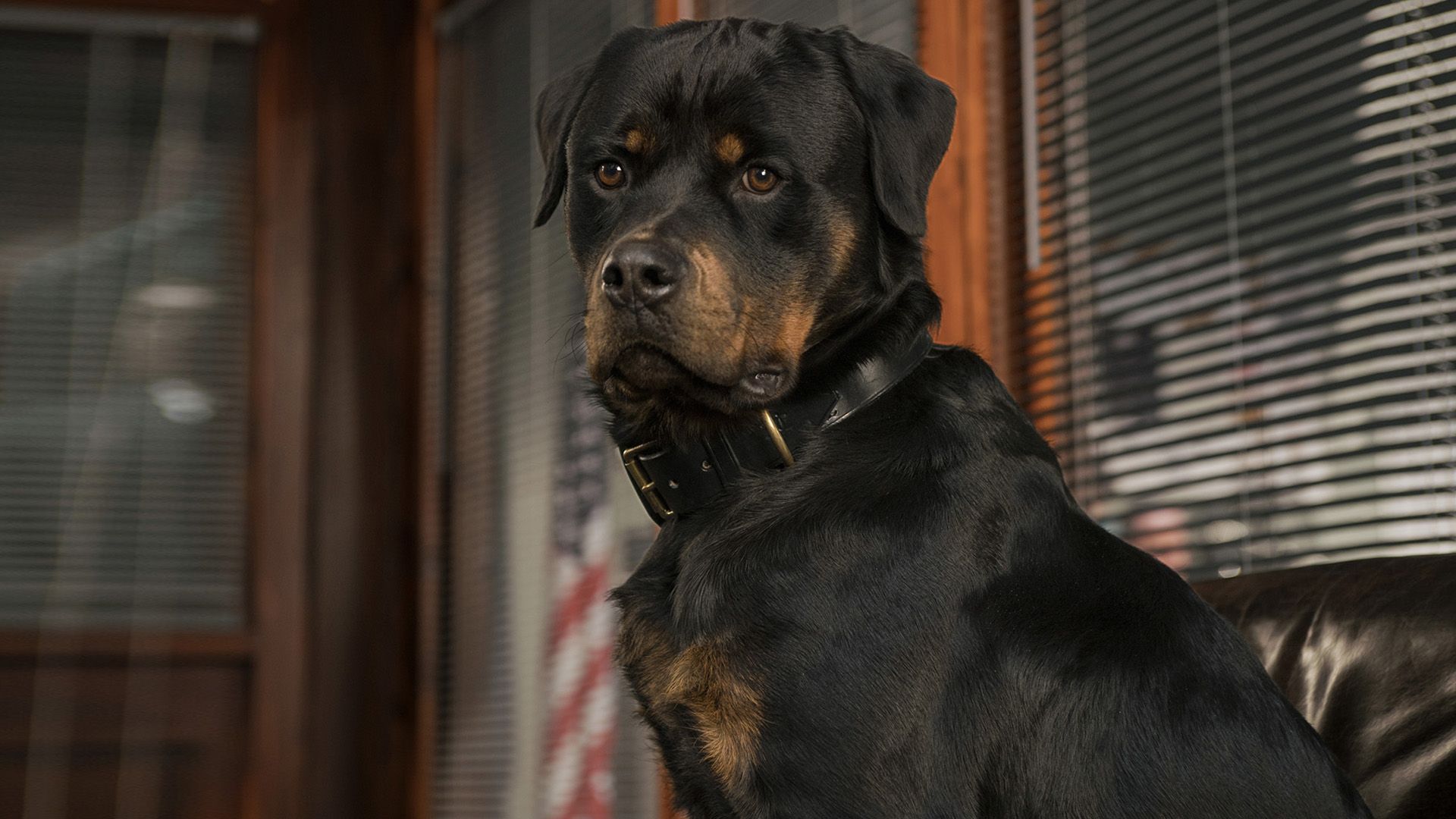 Псы под прикрытием